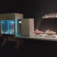 Synthetic biology: engineering order in organisms across scales and species